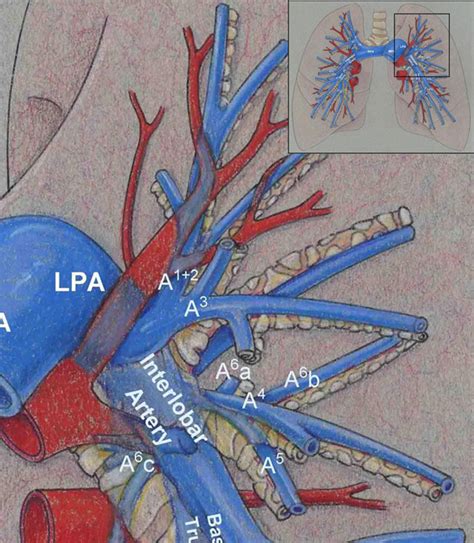 Anatomy Of Pulmonary Arteries