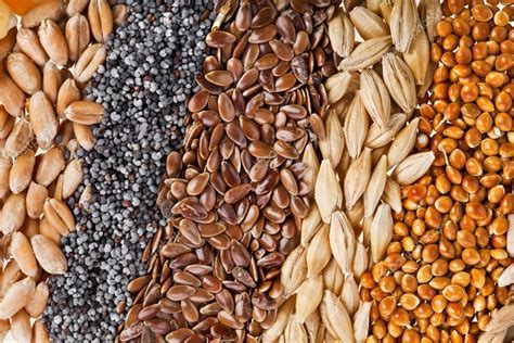 Cereal Grains And Seeds — Stock Photo © Madllen 14091577
