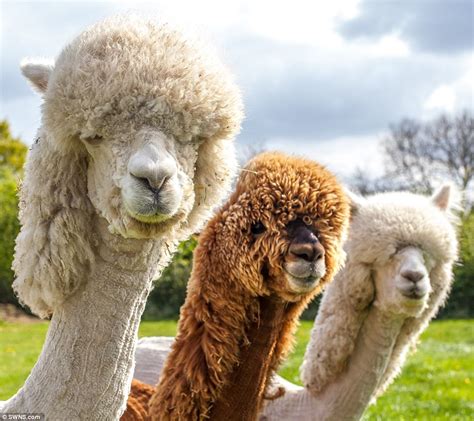 Cotswold Alpacas Sport Bizarre New Look For The Summer Daily Mail Online