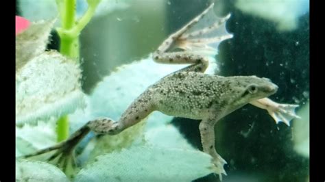 Introduction To African Dwarf Frogs Episode 1 Youtube