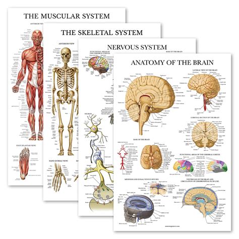 Buy 4 Pack Anatomical Poster Set Laminated Muscular Skeletal