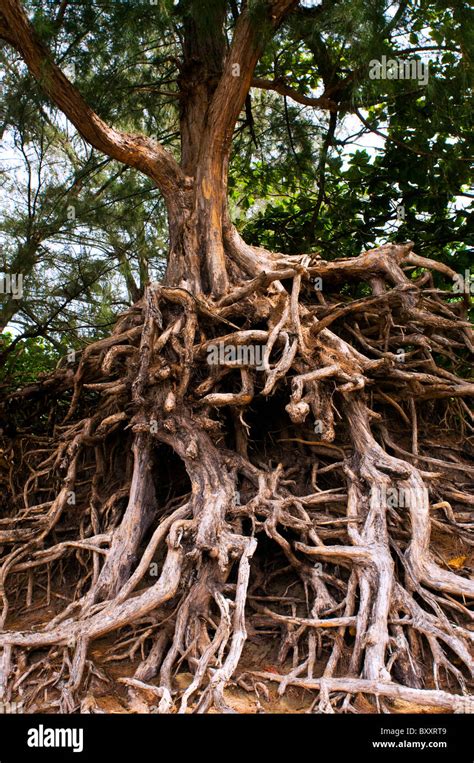 Exposed Tree Roots River Bank Hi Res Stock Photography And Images Alamy