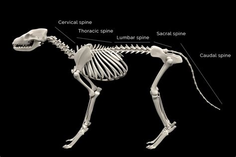 Back Pain — Elwood Vet 2022