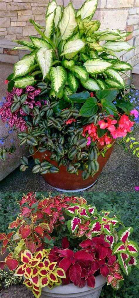 16 Colorful Shade Garden Pots And Plant Lists Page 2 Of