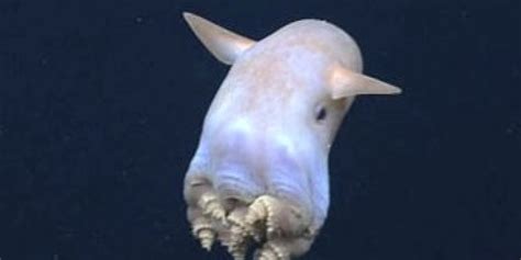 Adorable Dumbo Octopus Proves Deep Sea Creatures Arent Always Creepy