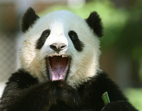 Панда или Большая панда (лат. Ailuropoda melanoleuca), фото бамбуковых ...