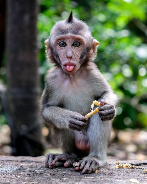 Playing With Bali Monkeys At The Ubud Monkey Forest Sanctuary