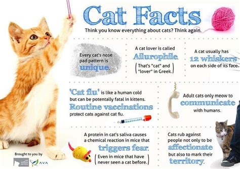 Pin By Wanda Twellman On Cat Stuff Cat Facts Text Cat Facts Cats