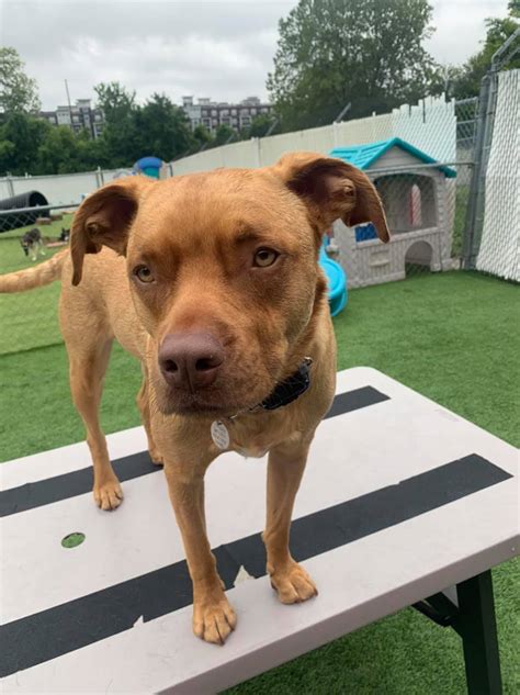 We offer pet boarding (choose between indoor and indoor/outdoor kennels), doggie day care (with an indoor, inground swimming pool), pet. Summit Pet Care - Home | Facebook