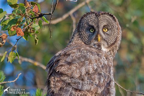Great Gray Owl In Manitoba Travel For Wildlife