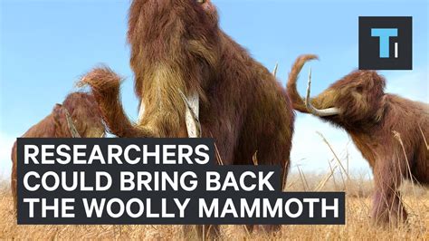 Harvard Researchers Say They Can Bring The Woolly Mammoth Back From