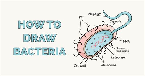How To Draw Bacteria Really Easy Drawing Tutorial