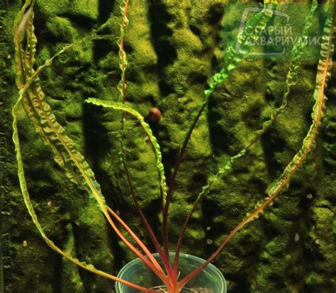 Cryptocoryne crispatula 'balansae' is an excellent aquatic plant for the aquarium. Cryptocoryne crispatula var. balansae form. red-brown ...