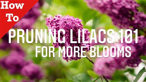 How To Prune A Lilac Bush In Spring Video In Under 90 Secs Easy Tips