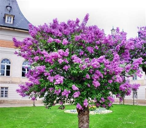 100 Pcsbag Lilac Seed Purple Japanese Lilac Extremely Fragrant Clove Flower Seeds Lilac Trees