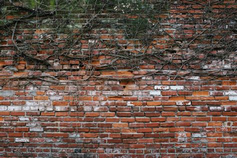 Creeper Plant On Old Brick Wall Philadelphia