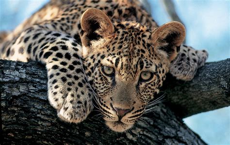 Facts About Leopards Swain Destinations