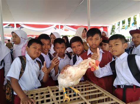Program Pelihara Anak Ayam Dan Tanaman Cabai Menuai Hasil 12 Sekolah Bisa Jadi Contoh