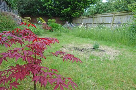 Small flowering trees are second only to shade trees for importance in the landscape. Best Trees for Small Gardens UK | Gardeners Tips