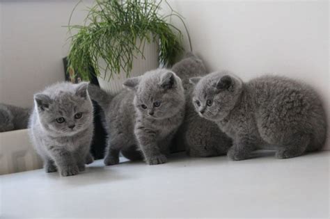 Macmall kittens, foster kittens, kitty Adorable British Shorthair Blue Stunning Kittens available ...