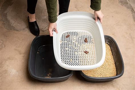 How To Use A Sifting Litter Box Ambrosia Baking