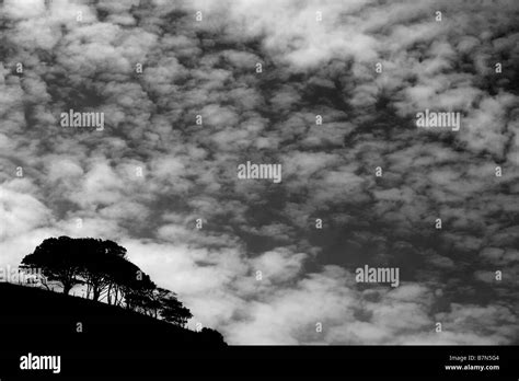 Trees Below White Clouds On A Summer Day Stock Photo Alamy