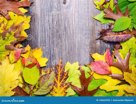 Autumn Leaves Over Wooden Background Stock Image Image Of Nature