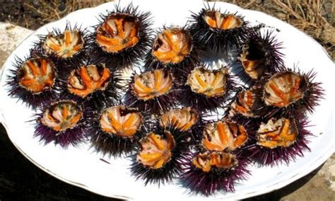 È un mitile proprio come la cozza. Ricci di mare, la questione è diventata molto spinosa - la ...