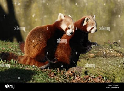 Mating Red Pandas Stock Photo Alamy
