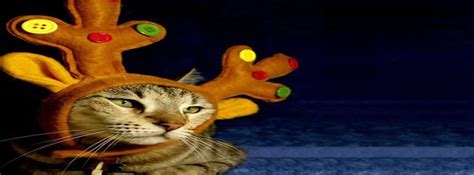 Animals Beautiful Cat Cats Christmas Facebook Covers Facebook Covers