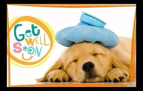 Pets Get Well Cards Free Pets Get Well Wishes Greeting Cards 123