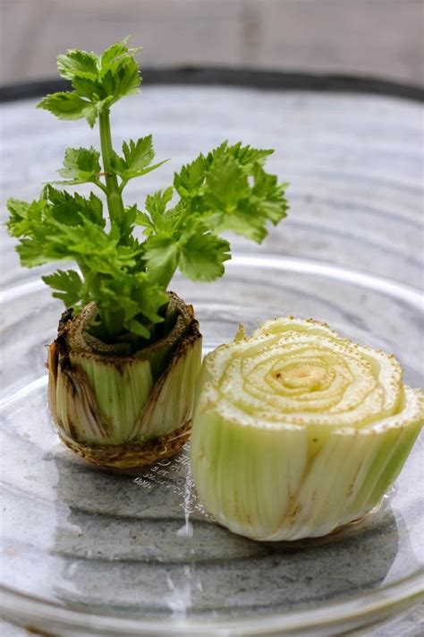 Regrow Celery From The Stalk