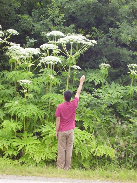 Giant Hogweed Invasive Species Council Of British Columbia Iscbc