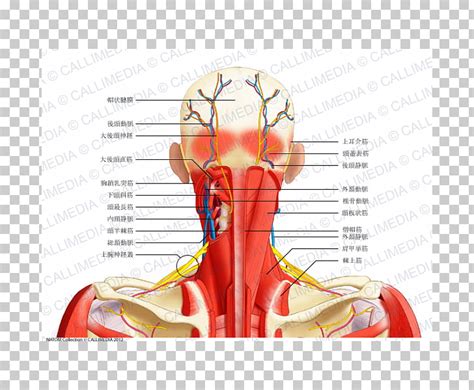 Neck Clipart Anatomy Pictures On Cliparts Pub 2020 🔝