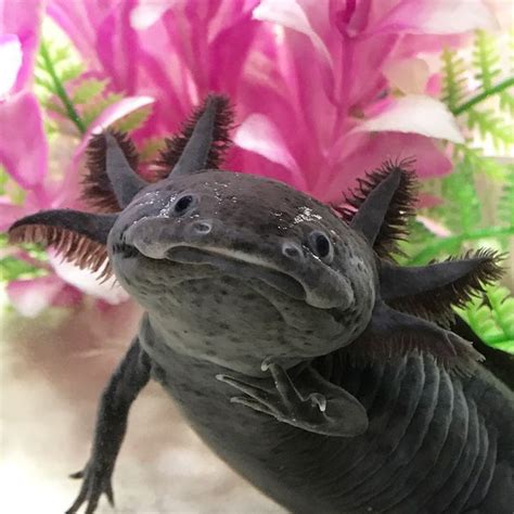 Axolotl Ambystoma Mexicanum Is Een Salamander Uit De Familie