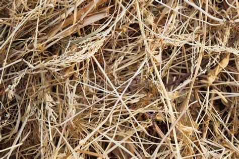 Hay Bale Texture Dry Textured Straw Background Golden Haystack In The