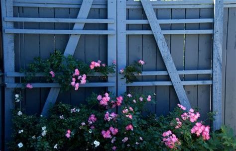 Maybe you would like to learn more about one of these? DIY Free Trellises for Climbing Rose Bushes