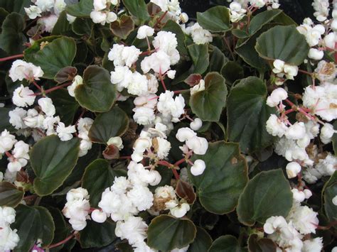 Check out our begonias in pots selection for the very best in unique or custom, handmade pieces from our shops. 10 Varieties of Begonias for Gardens and Containers