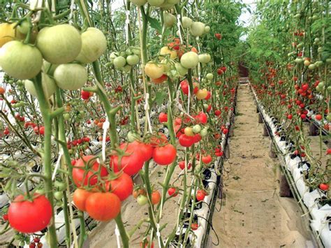 We did not find results for: Starting A Vegetable Farm - inuofebi
