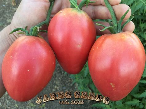 Giant Pink Oxheart Tomato Jakes Seeds