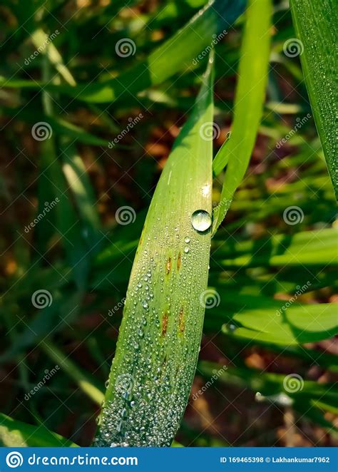 Dewdrop Photograph In The Grass Stock Photo Image Of Plant