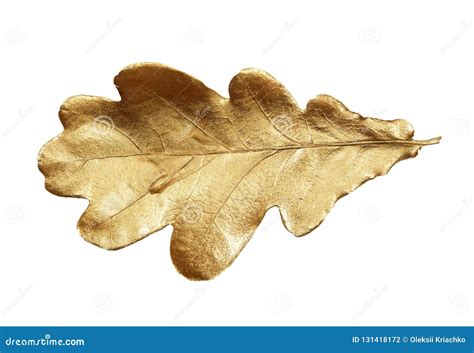 Golden Oak Leaf Isolated On White Stock Photo Image Of Green