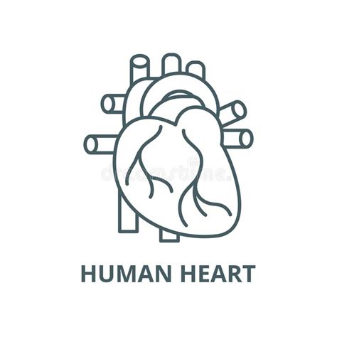 Human Heart Vector Line Icon Linear Concept Outline Sign Symbol