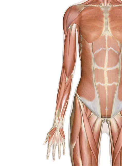 See more ideas about muscle names, workout, get in shape. Muscles of the Arm and Hand - Anatomy Pictures and Information