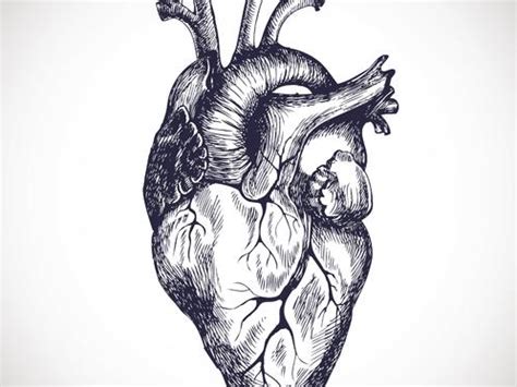 Pericarditis is inflammation of the pericardium (the fibrous sac surrounding the heart). Péricardite : causes, symptômes et traitement - Ooreka