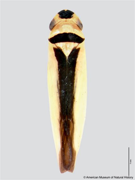 Sharpshooter Leafhoppers Juliaca Peragilis Melichar 1932a 295