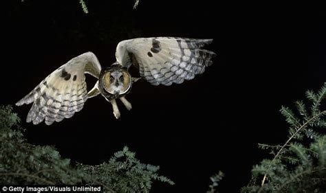 The End Of Noisy Planes Owls Could Hold The Key To Silencing Passenger Jets Daily Mail Online