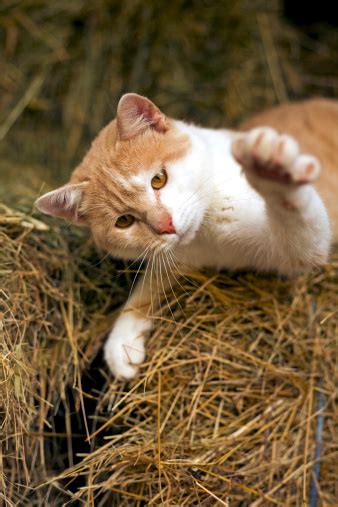 Cute Cat Playing On Hay Stock Photo Download Image Now Istock