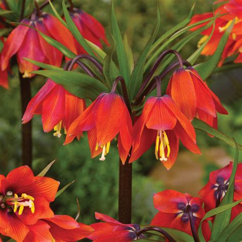 Fritillaria Imperialis Early Passion Crown Imperial Early Passion