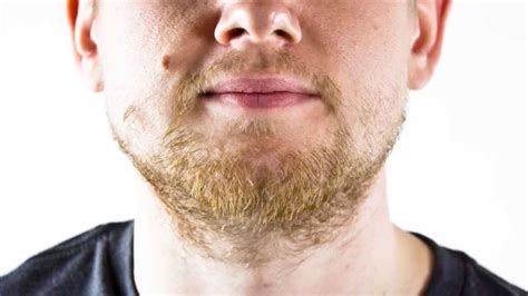 Read the menwit article to find out more about this hairy while many complain about having to shave off the persistent stubble every morning, youngsters are always on the lookout for ways to grow one! Grow a beard | Top 5 tips for begining your beard & day 28 ...